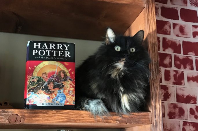 The Most Spellbinding Vegan Harry Potter Party cat on shelf beside harry potter book and faux brick wall