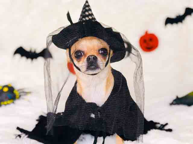 small dog in witch costume - Unique Vegan Halloween Chocolate Gift Boxes & T-Shirts - My Life Diversions
